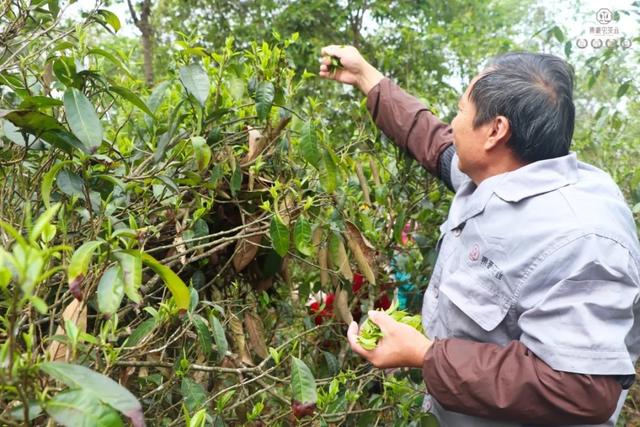 说说普洱茶鲜叶采摘的“潜规则”